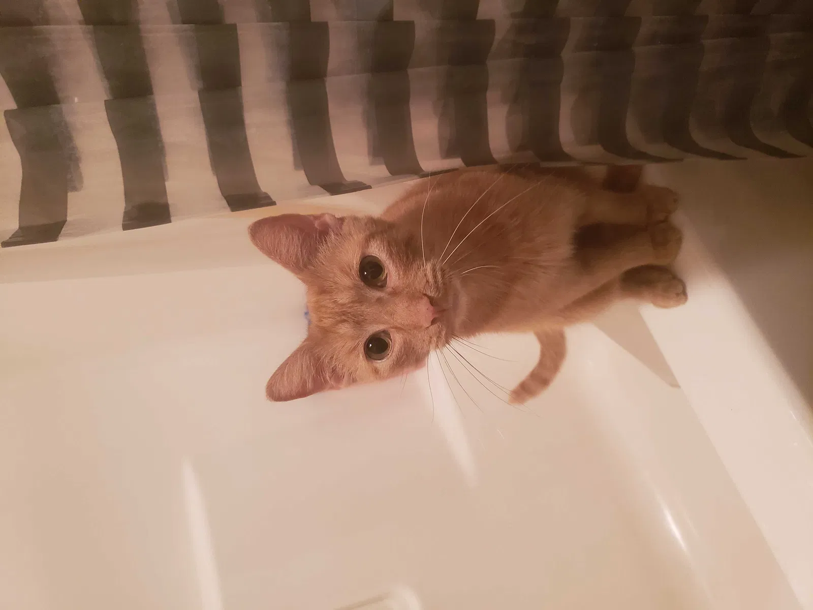 Lost cat in West Frankfort, IL, 62896