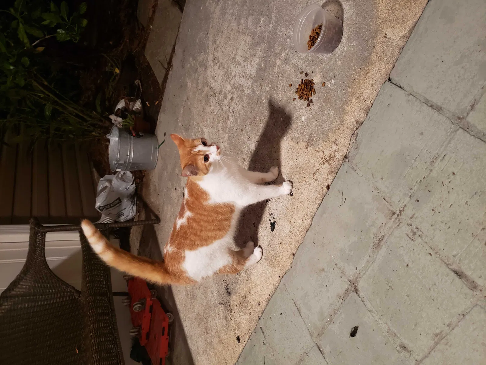 Found cat in Summerville, SC, 29485