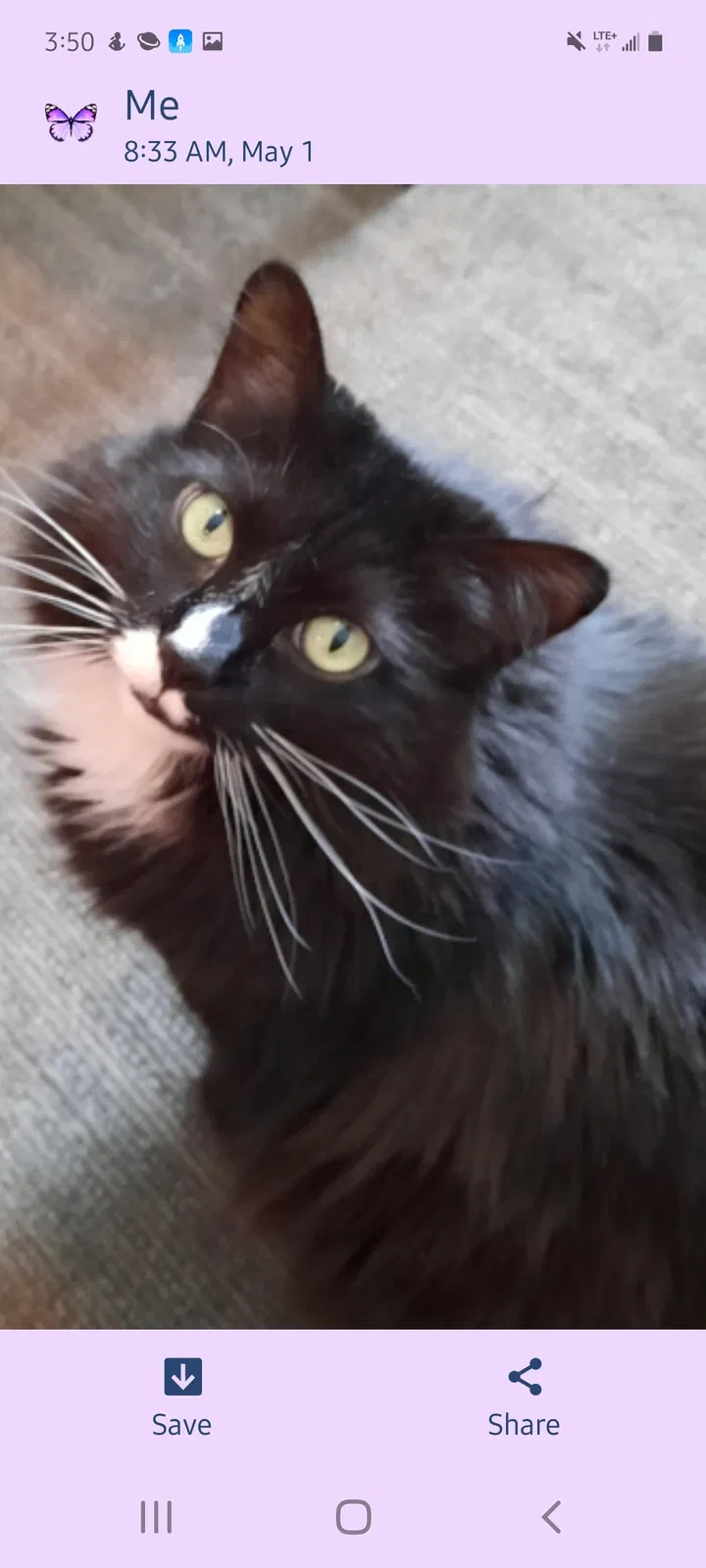 Lost cat in Laurel, MT, 59044