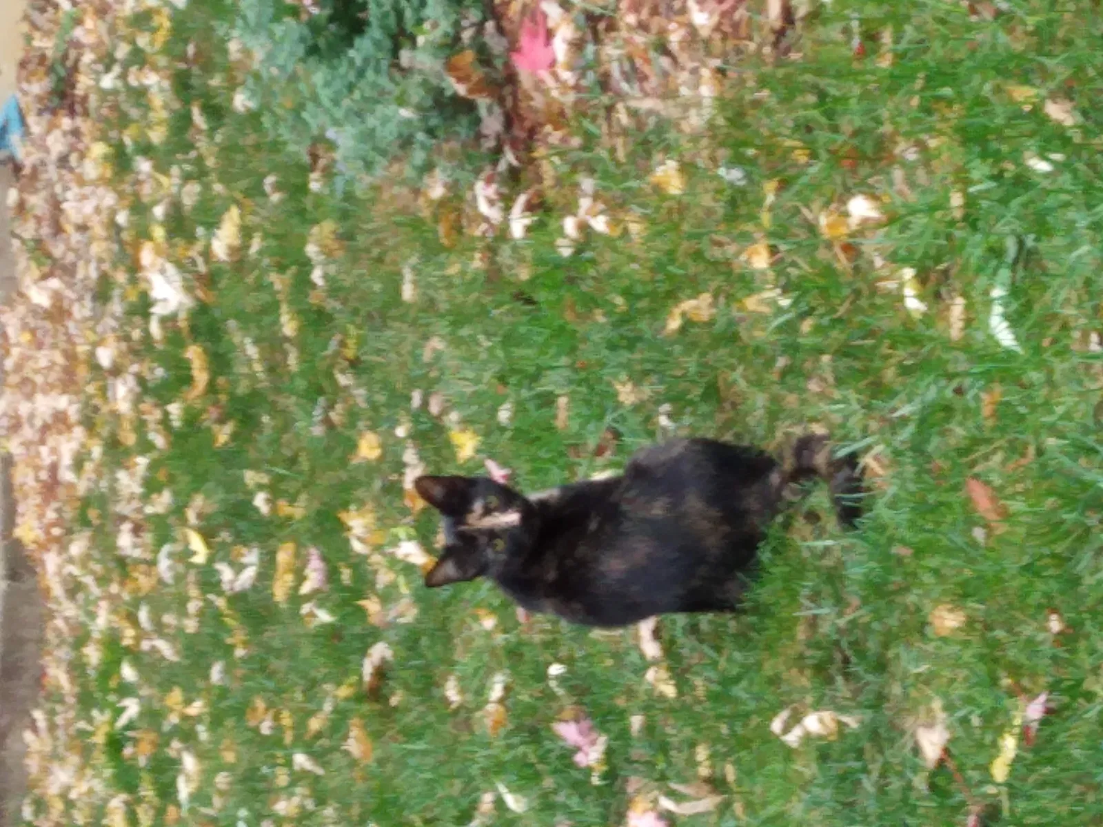 Lost cat in Franklin, OH, 45005