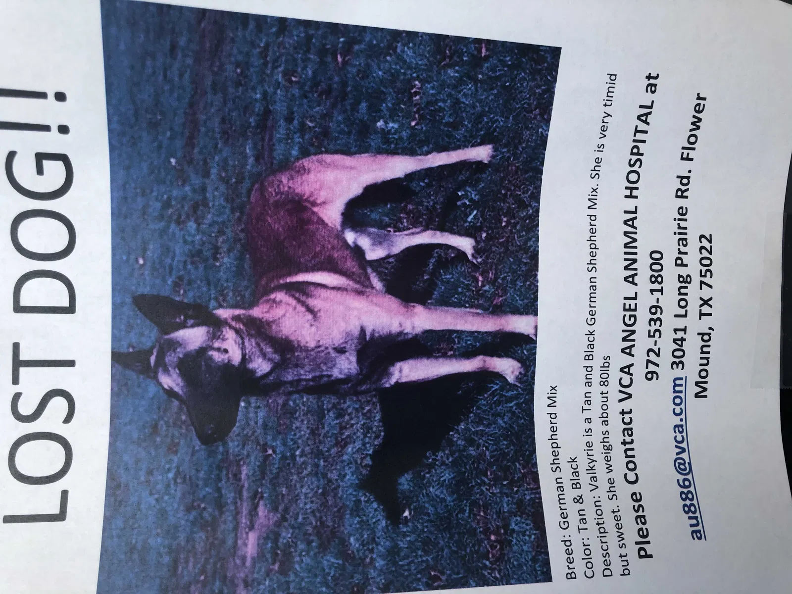 Lost dog in Flower Mound, TX, 75028