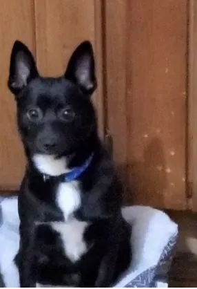 Lost dog in Syracuse, NY, 13204