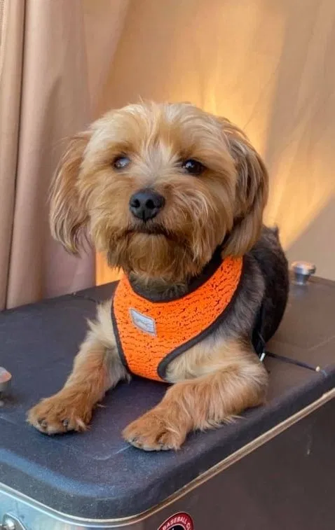 Lost dog in Napa, CA, 94559