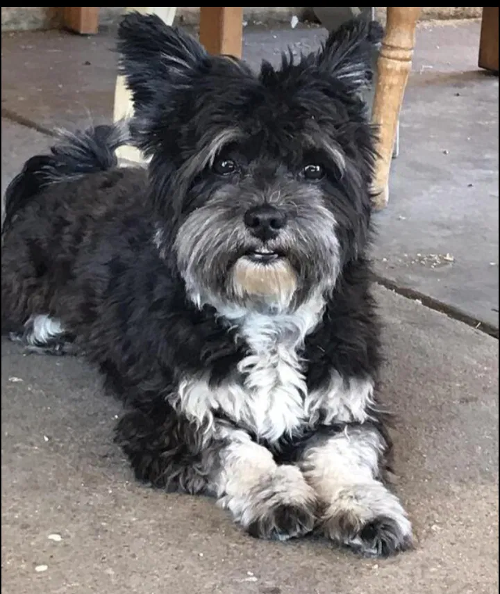 Lost dog in San Bernardino, CA, 92411