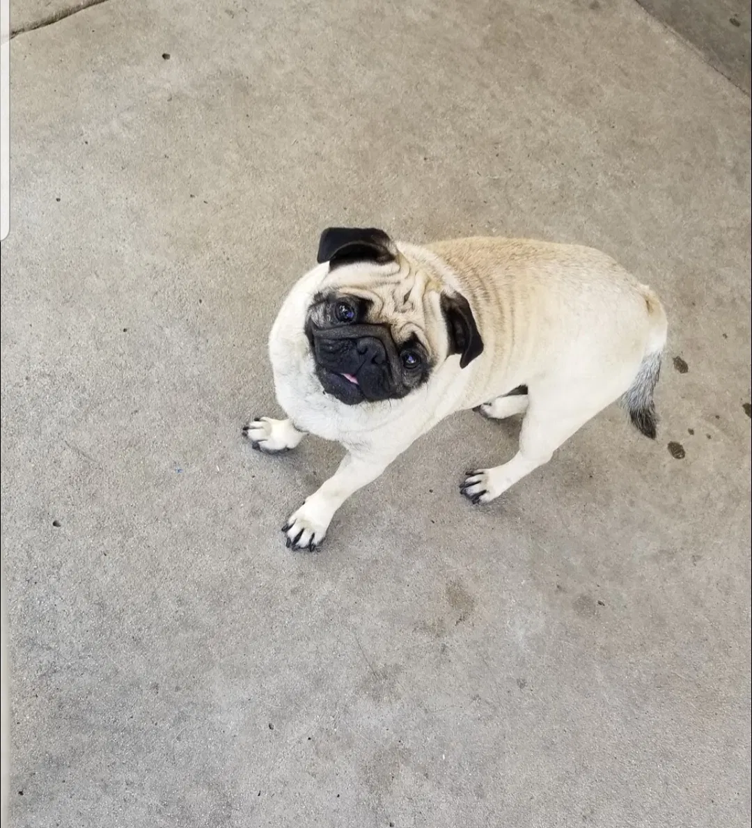 Lost dog in Perris, CA, 92570