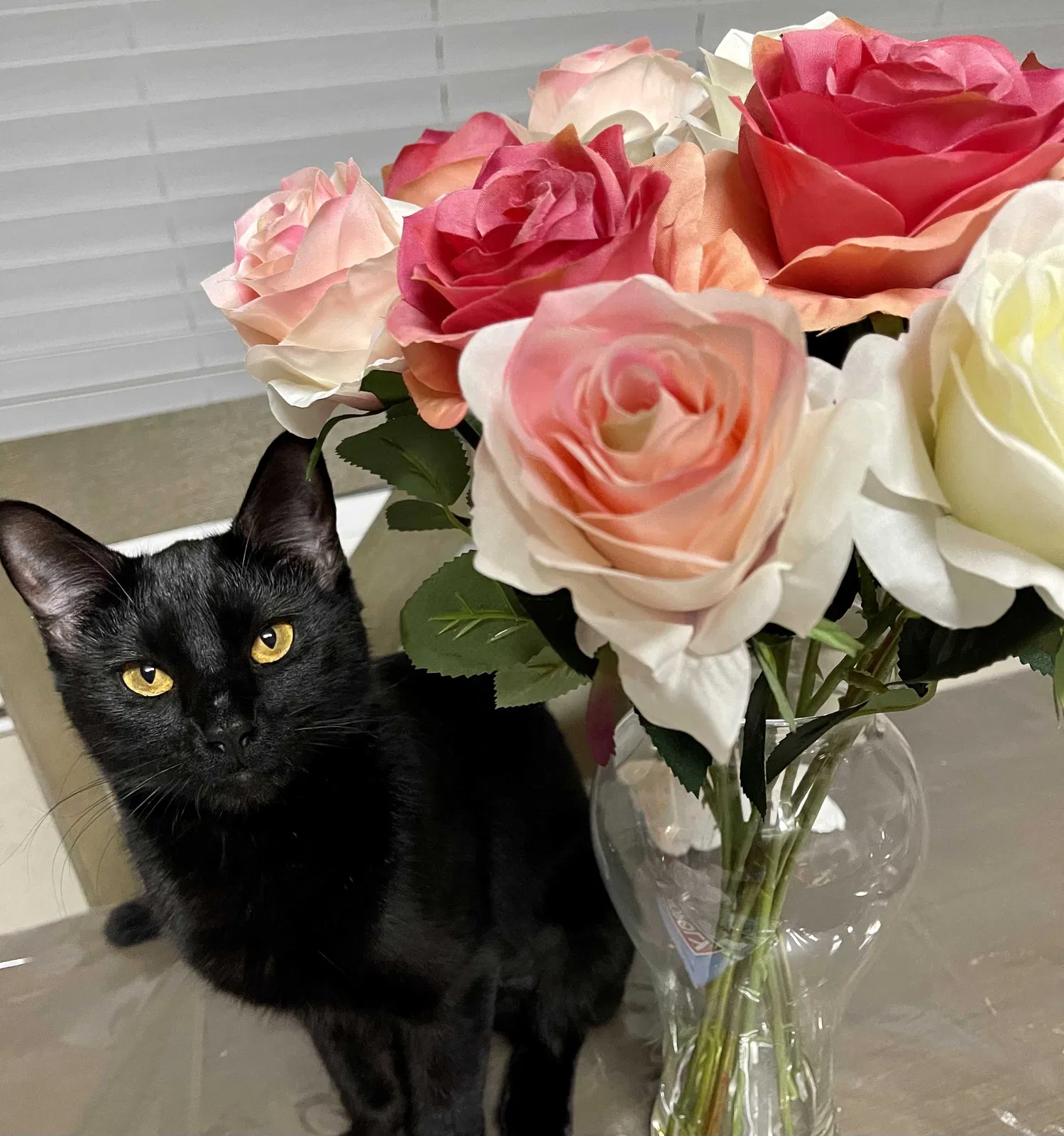 Lost cat in Manor, TX, 78653