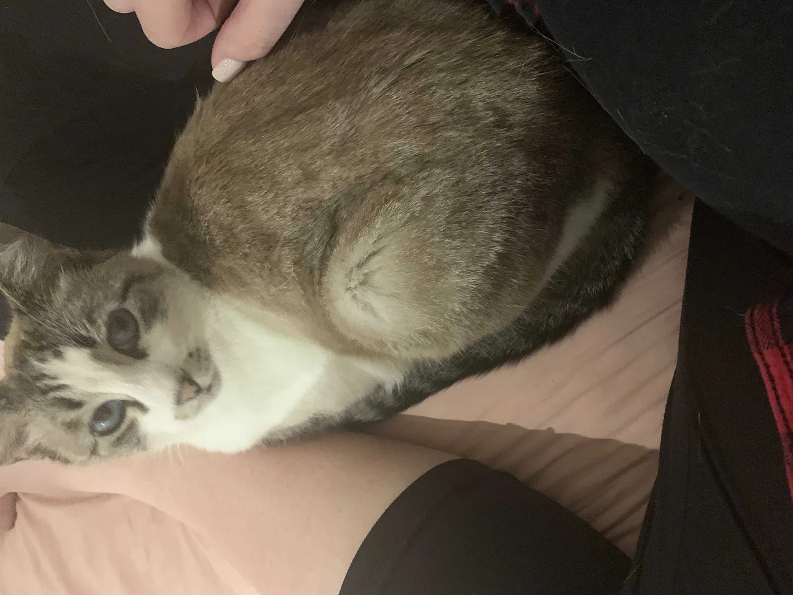 Lost cat in Brookshire, TX, 77423