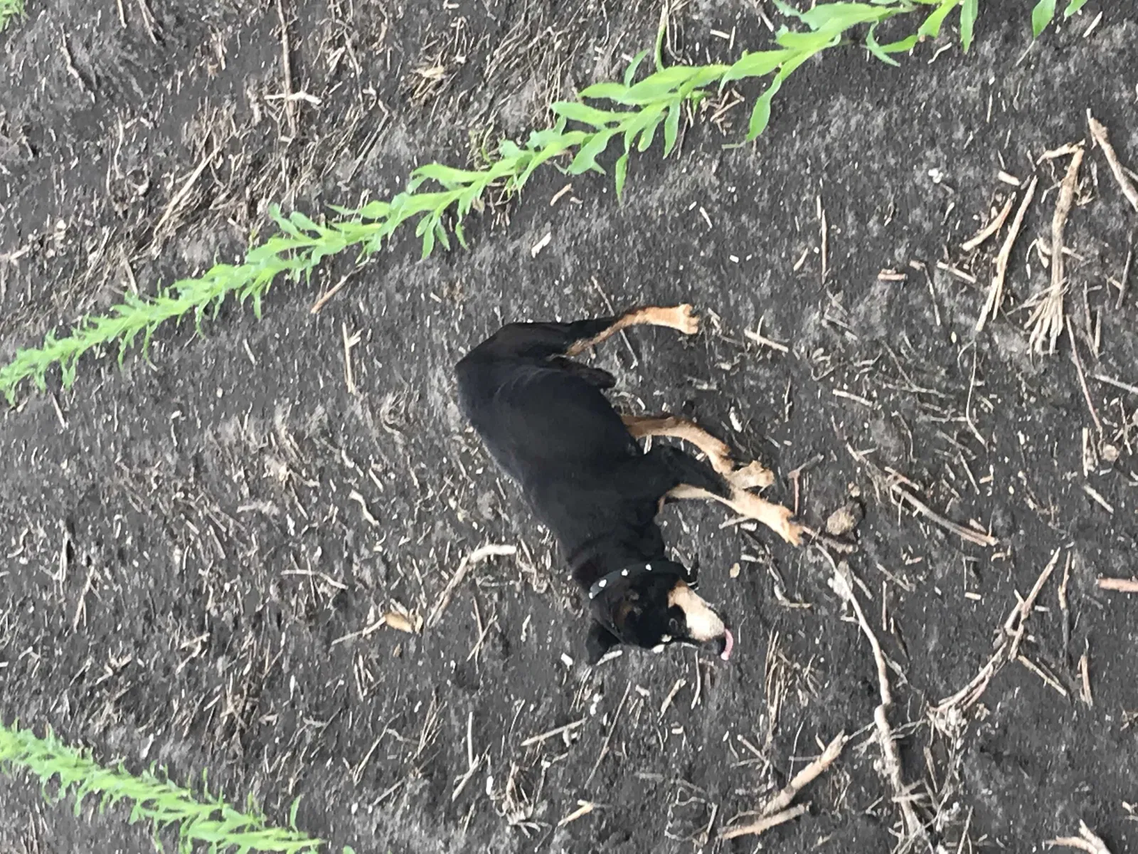 Lost dog in Richmond, TX, 77469