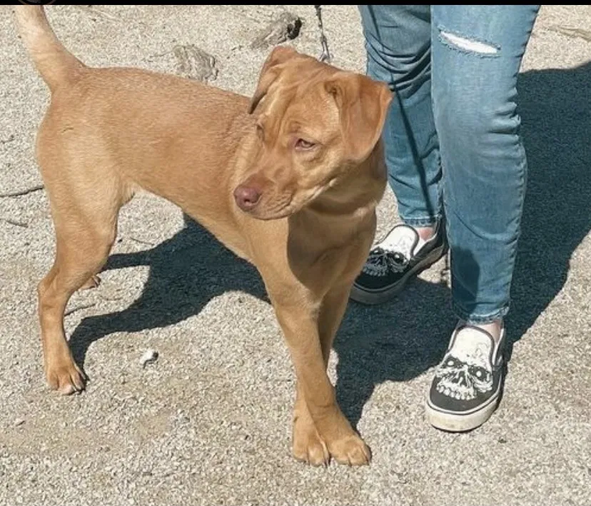 Lost dog in Groveport, OH, 43125