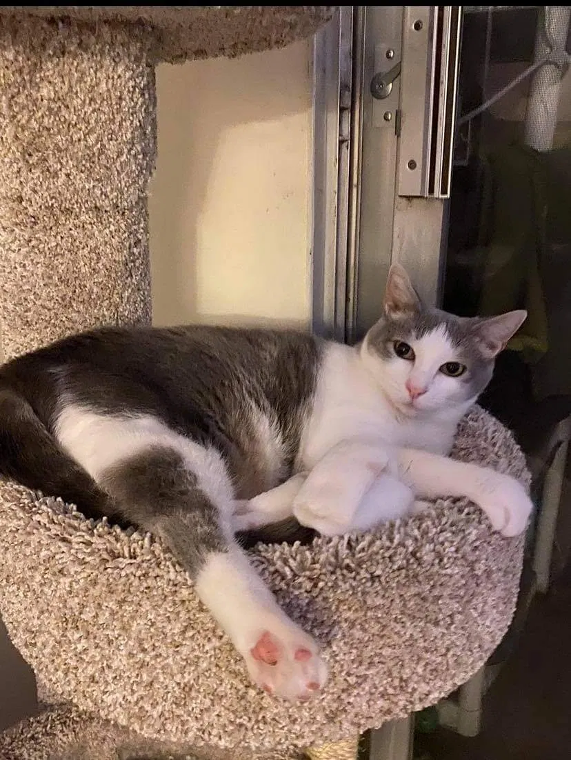 Lost cat in Garden Grove, CA, 92841