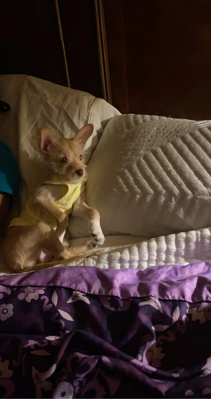 Lost dog in Portland, OR, 97236