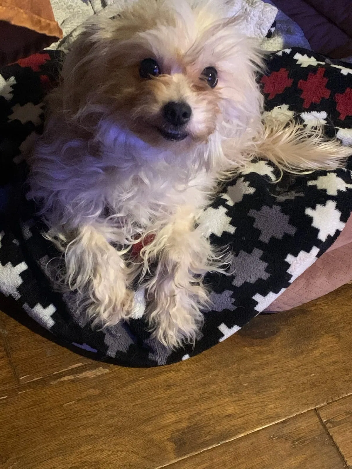 Lost dog in Fort Worth, TX, 76105