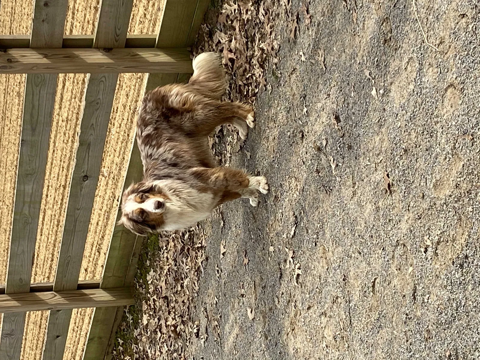 Lost dog in Lebanon, TN, 37090
