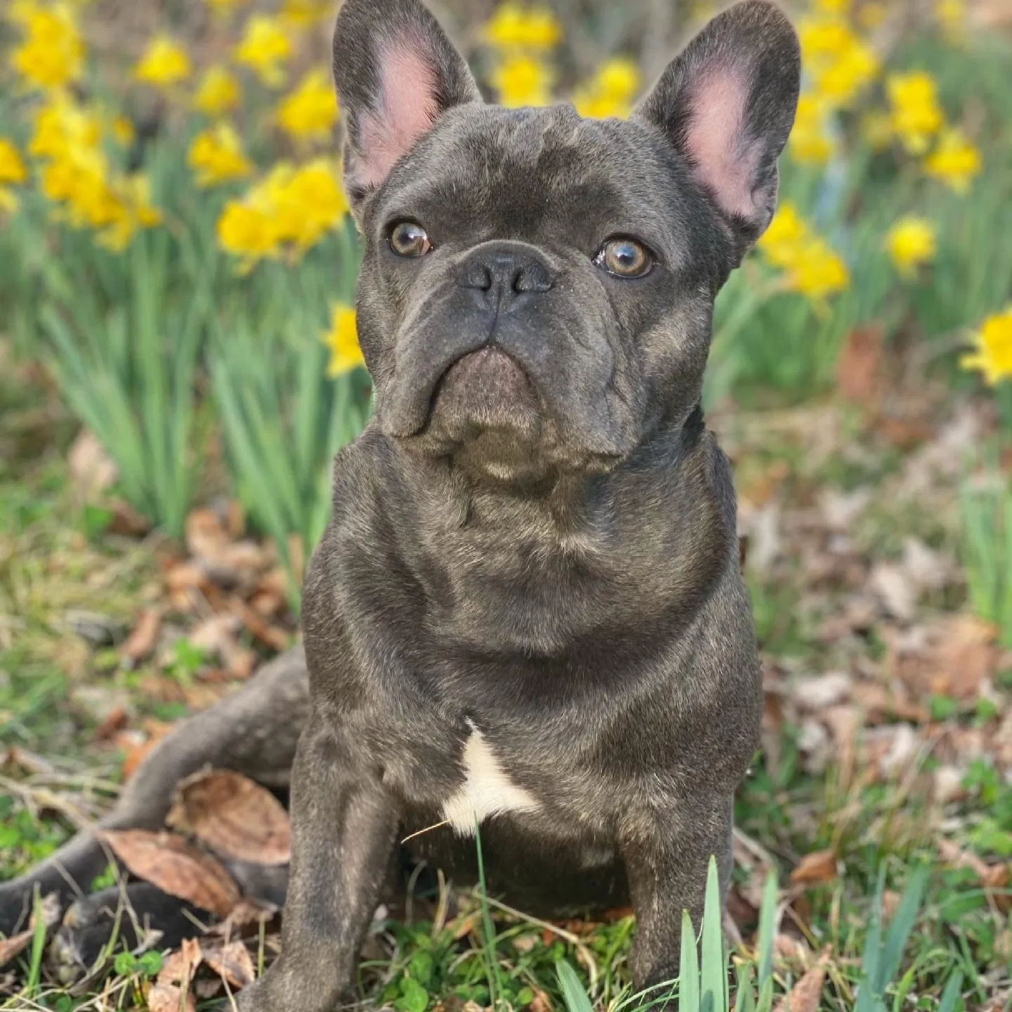 Lost dog in Nashville, TN, 37217