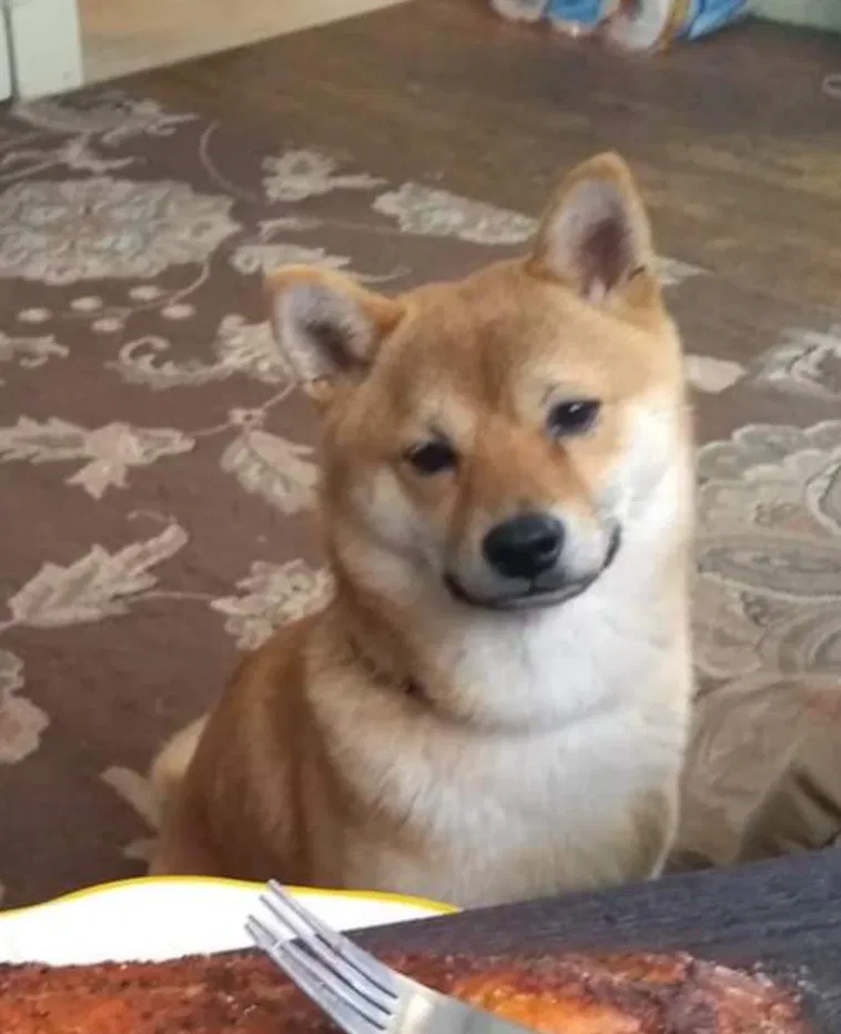 Lost dog in New Albany, IN, 47150