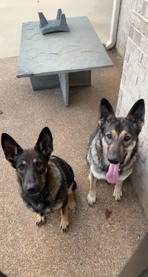 Lost dog in Memphis, TN, 38125