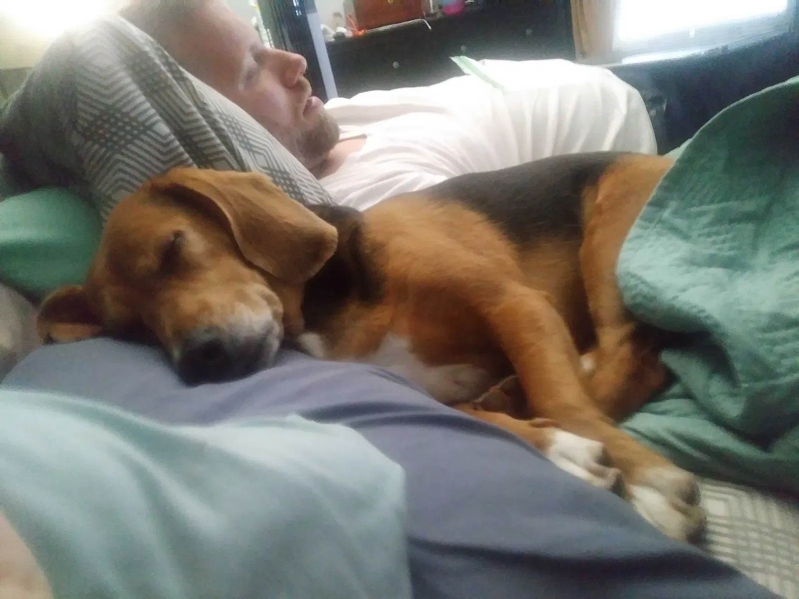 Lost dog in Woodstock, GA, 30188