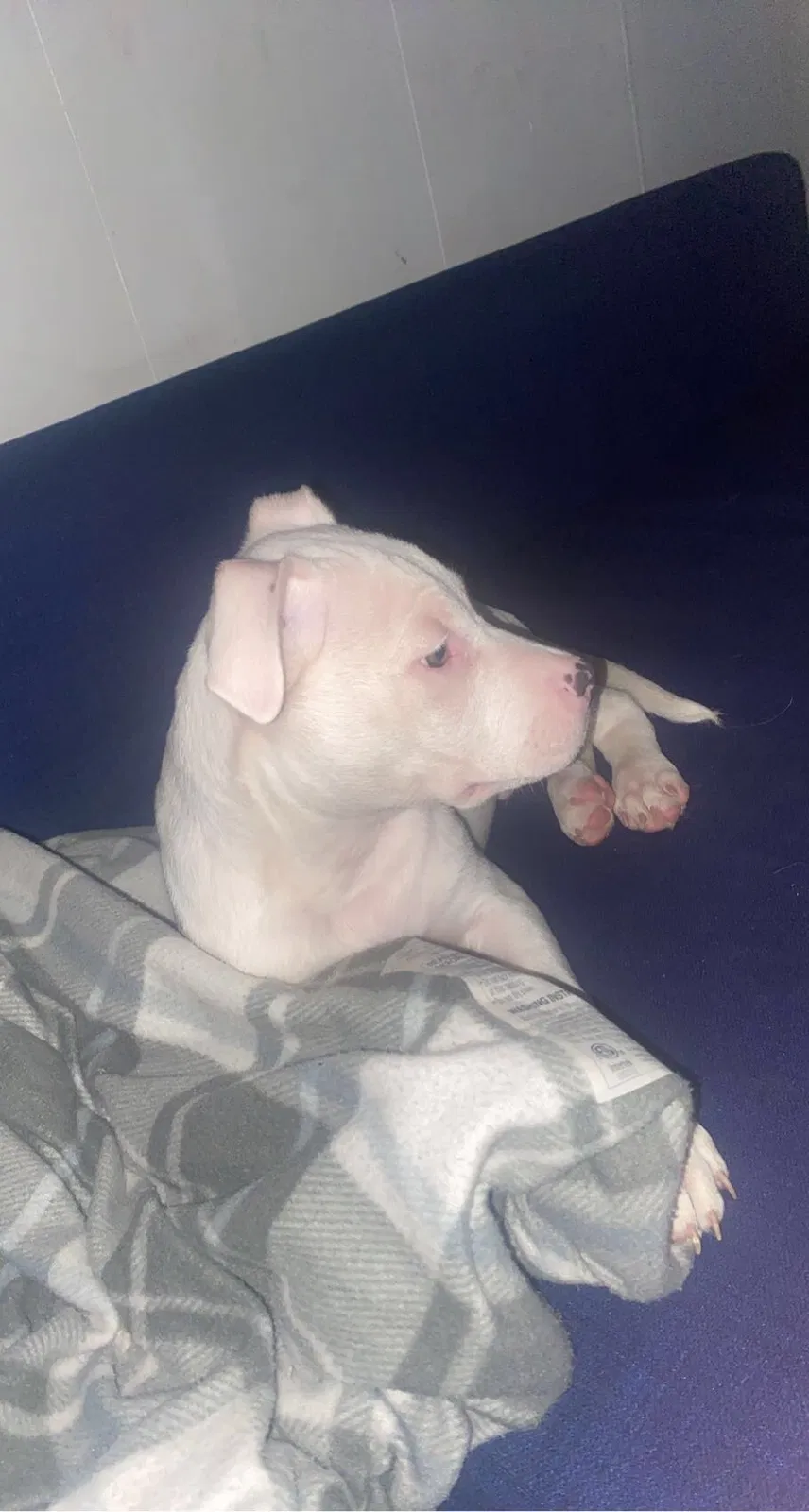 Lost dog in Milwaukee, WI, 53215