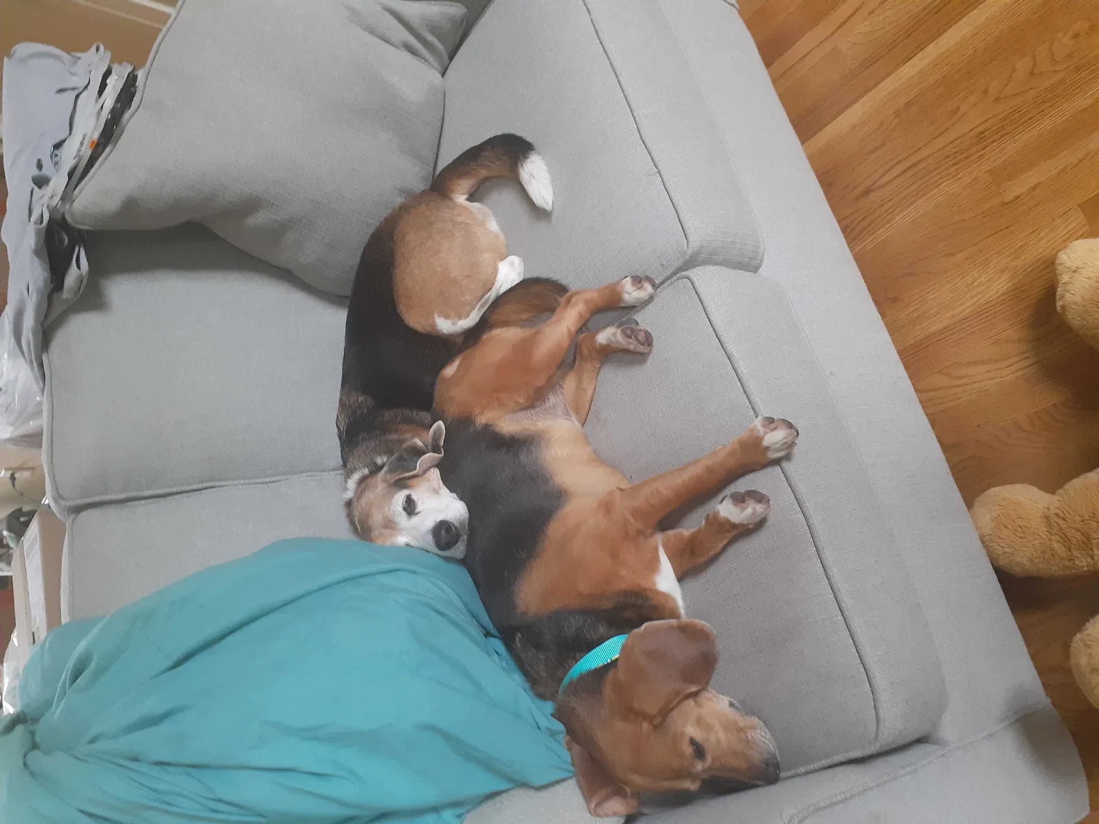 Lost dog in Woodstock, GA, 30188