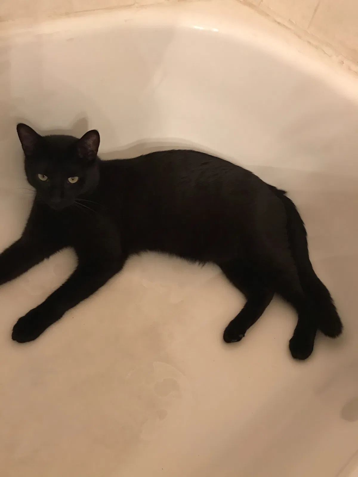 Lost cat in Killeen, TX, 76549