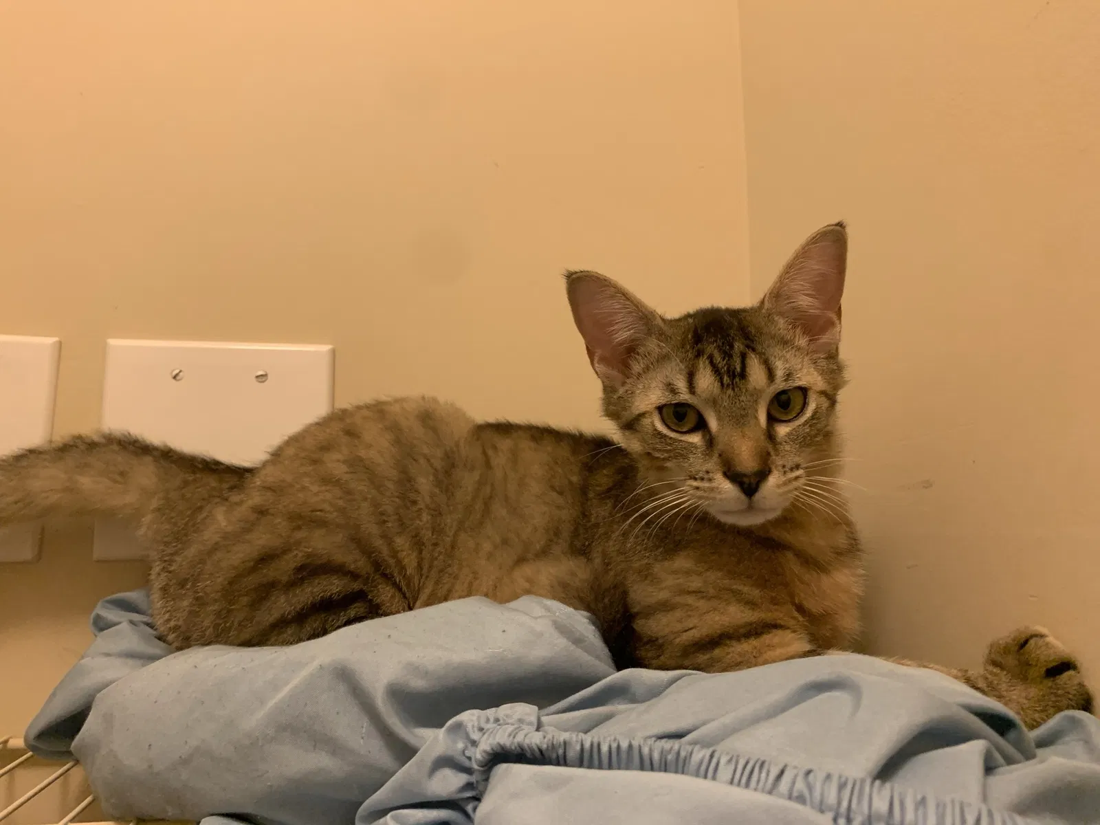 Lost cat in Asheville, NC, 28805