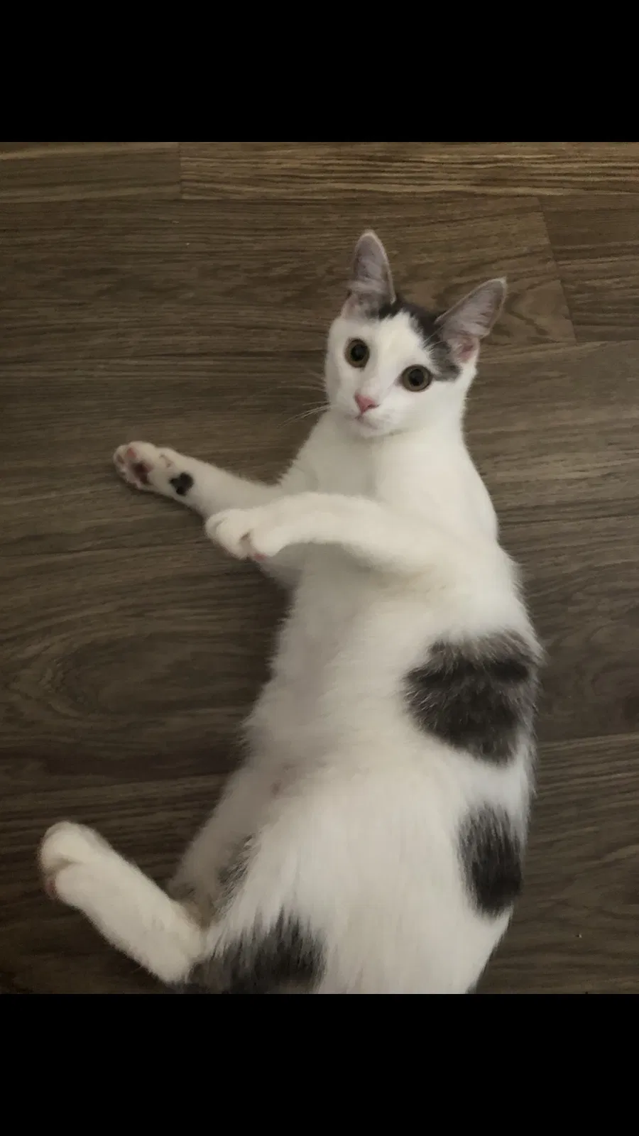 Lost cat in Arden, NC, 28704