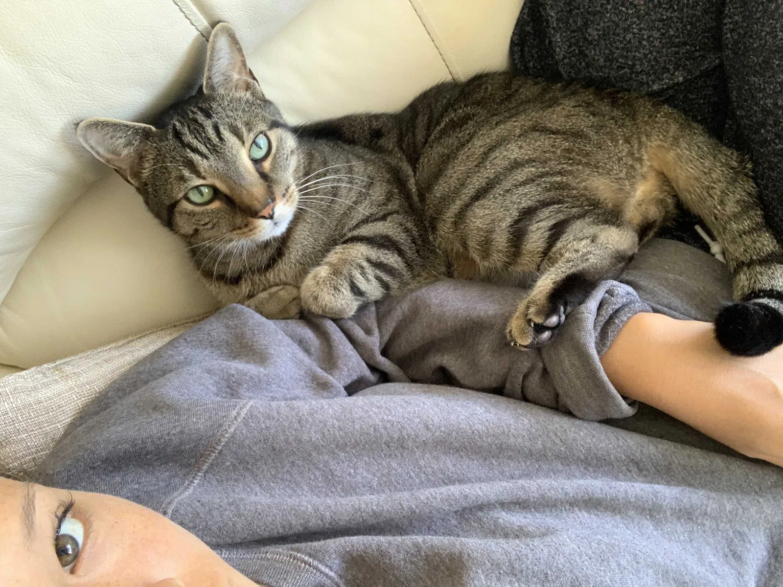 Lost cat in Stony Point, NY, 10980