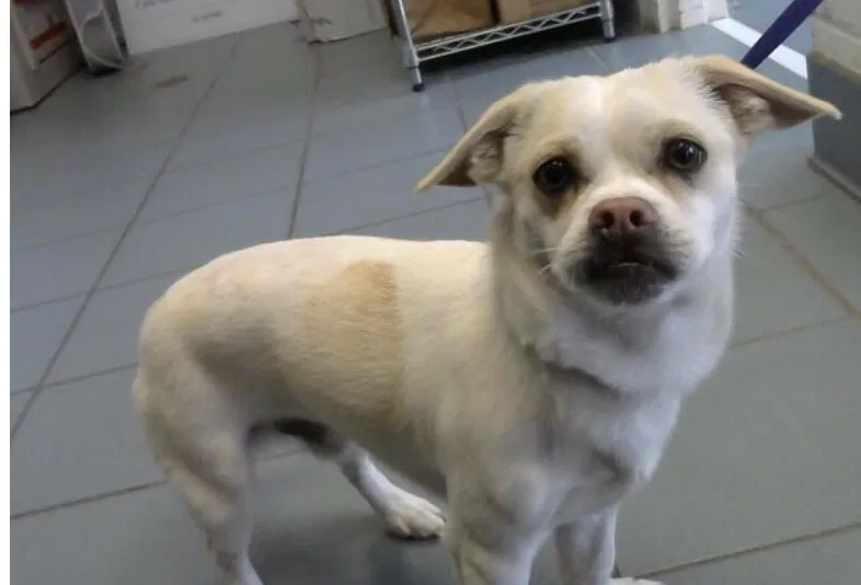 Lost dog in Nashville, TN, 37211