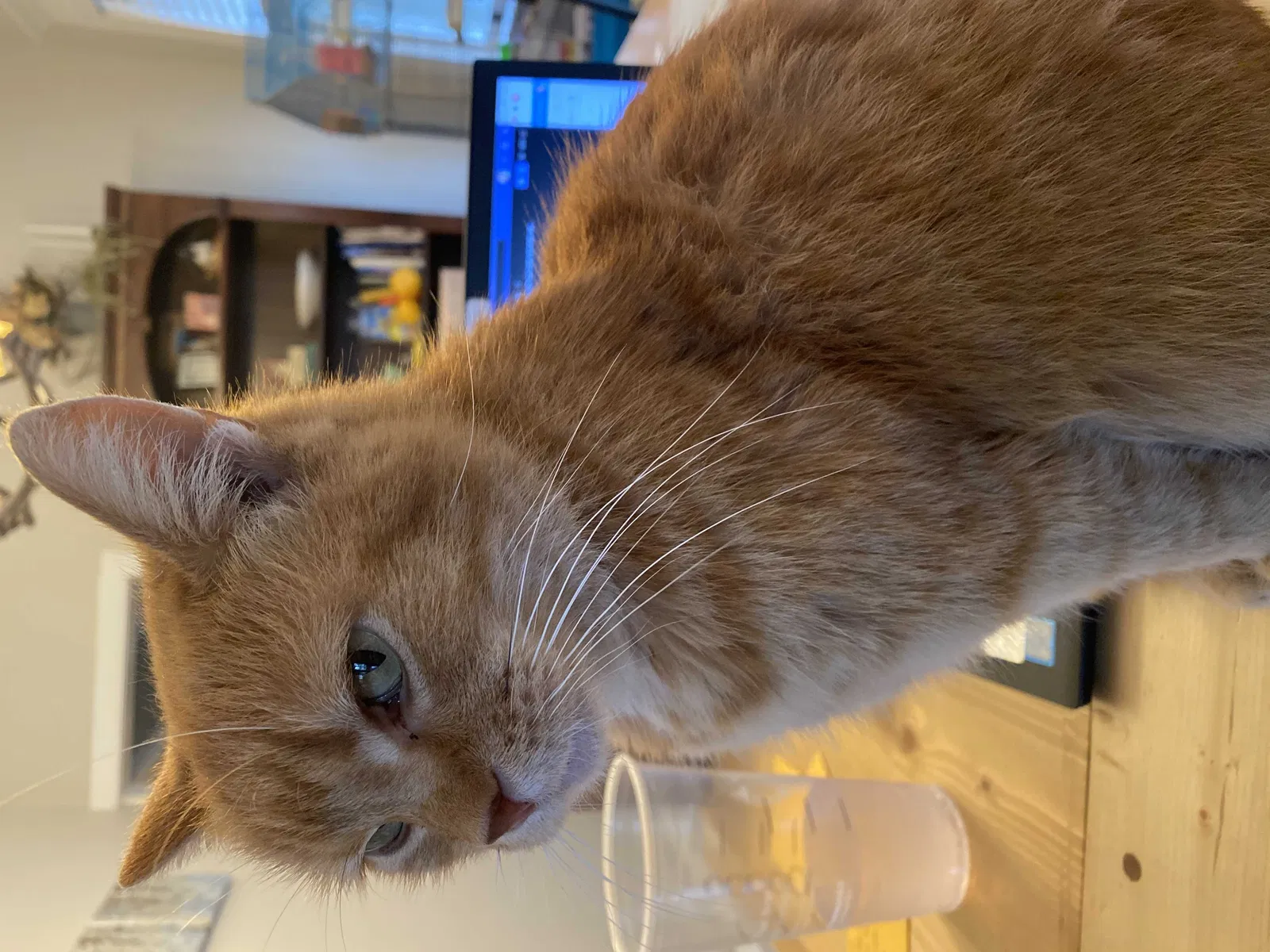 Lost cat in Evansville, IN, 47714
