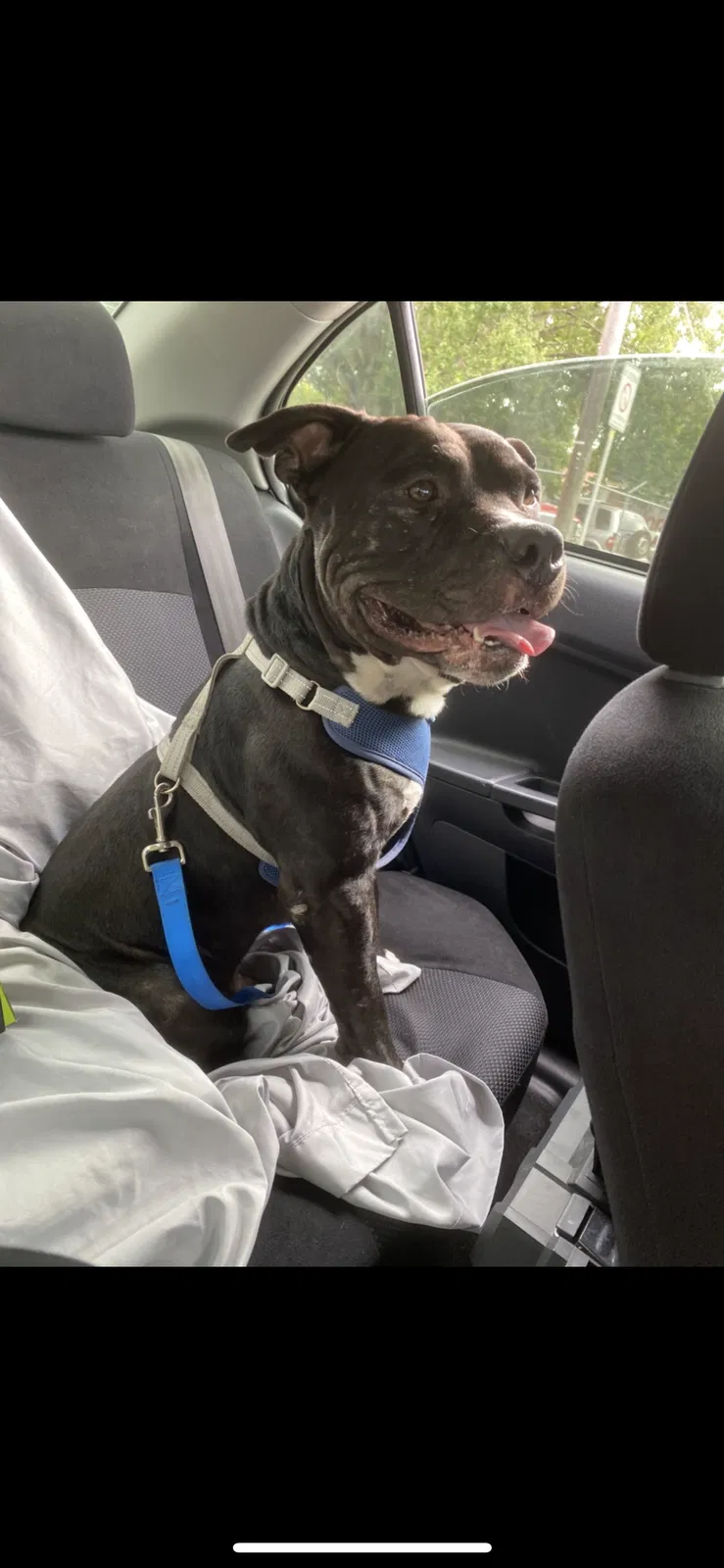 Lost dog in Valrico, FL, 33594
