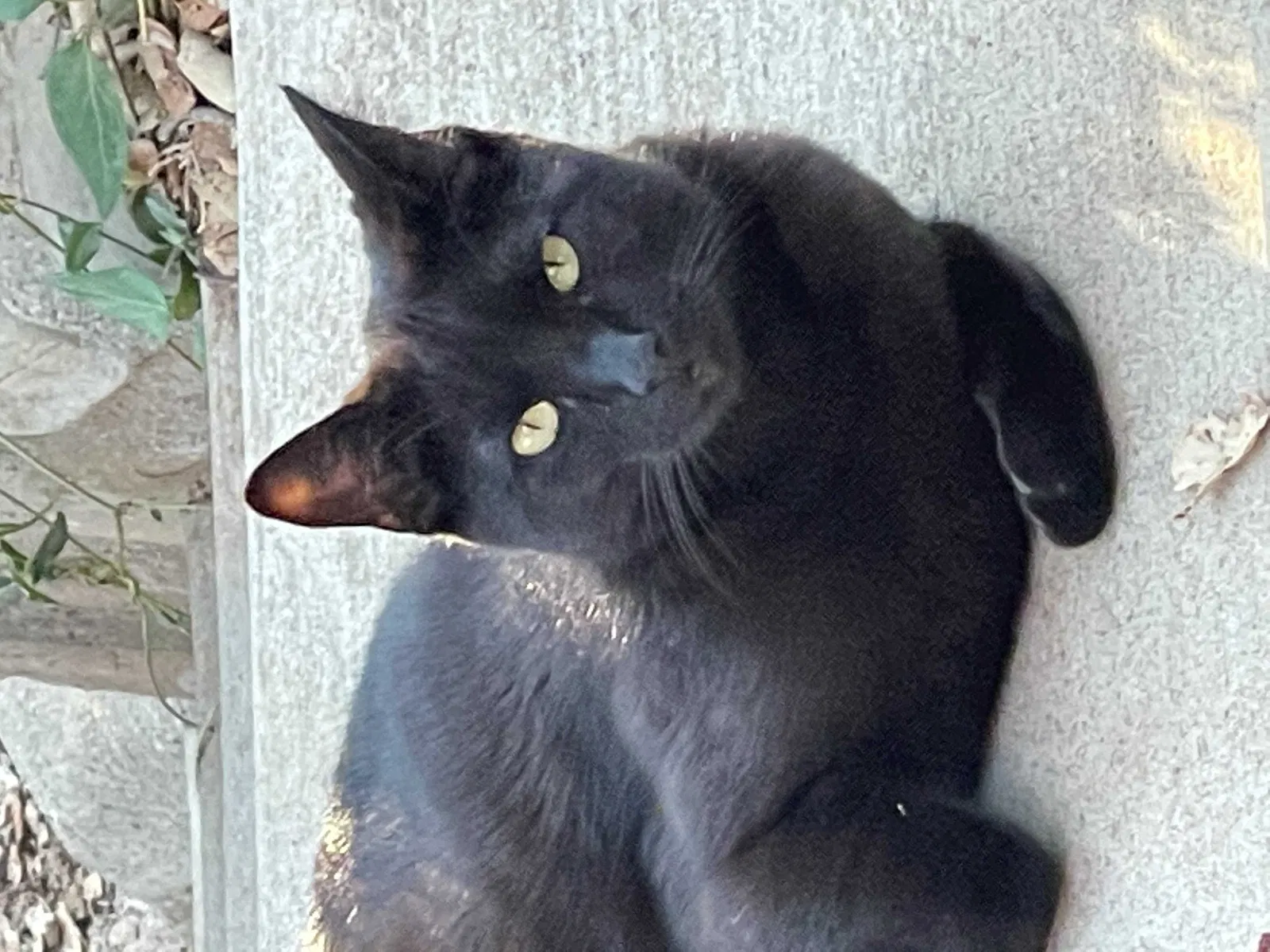 Lost cat in Ojai, CA, 93023