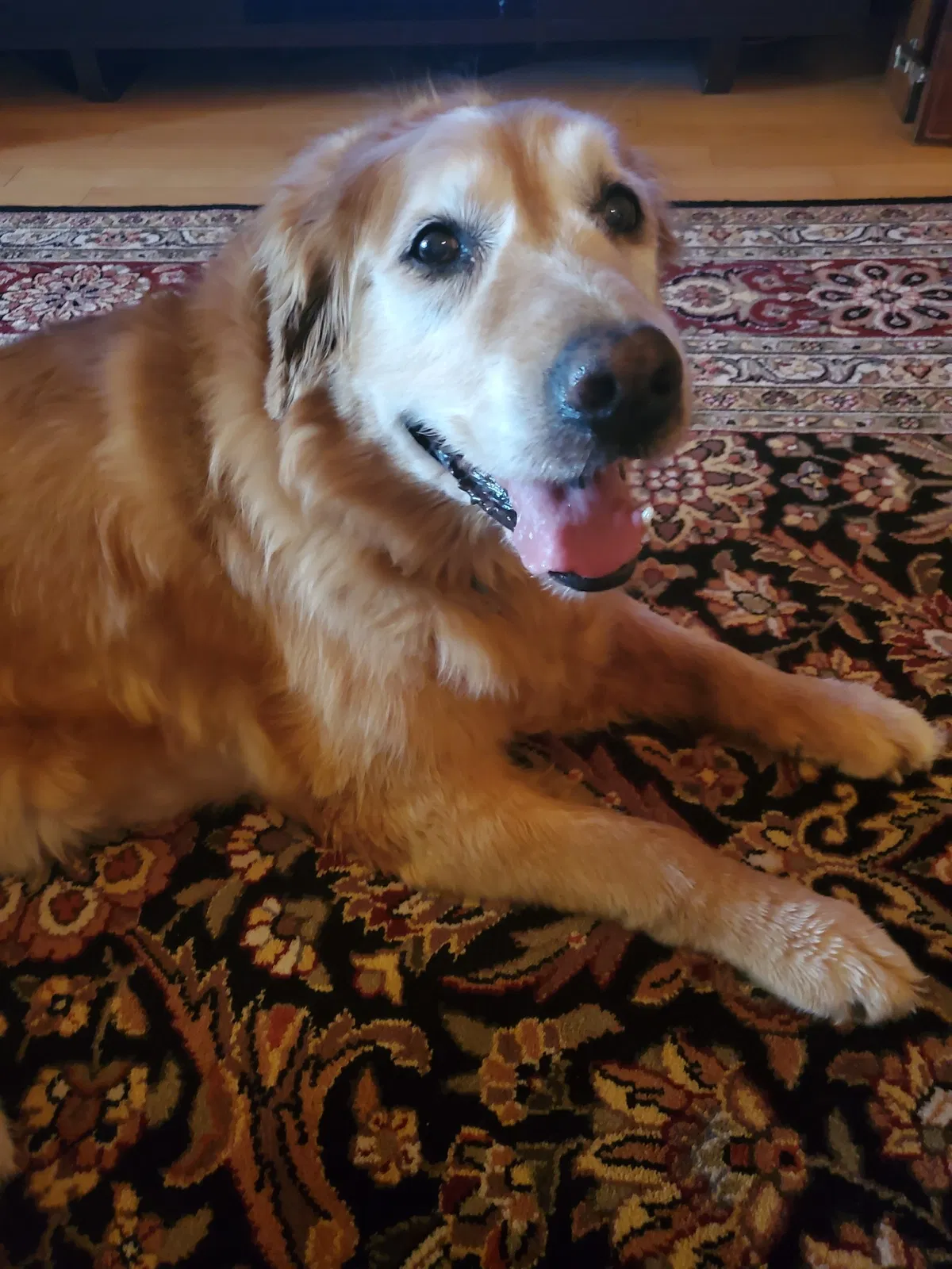 Lost dog in Oklahoma City, OK, 73121