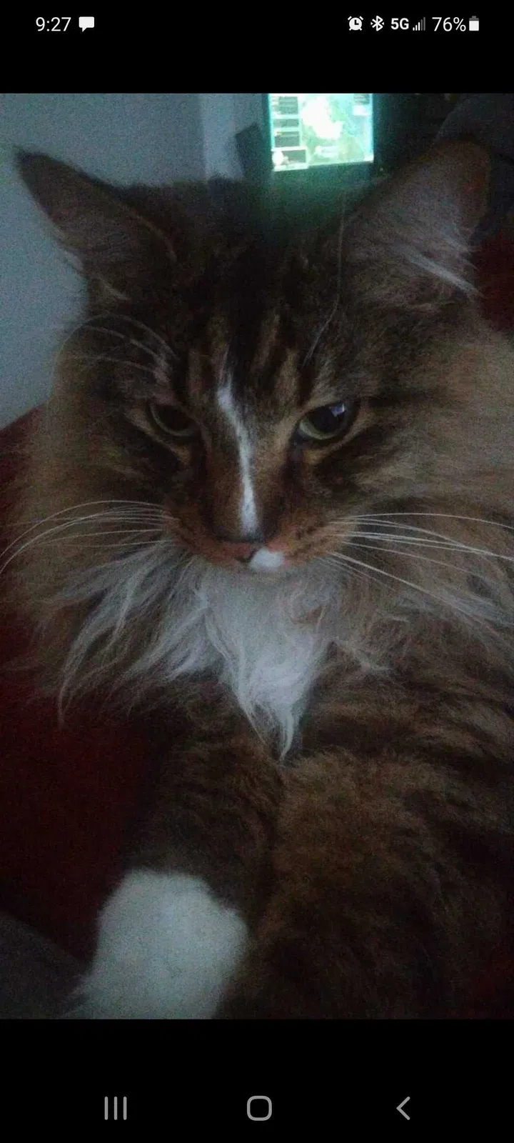 Lost cat in Salt Lake City, UT, 84107
