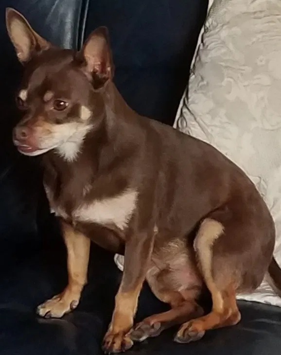 Lost dog in Oklahoma City, OK, 73104