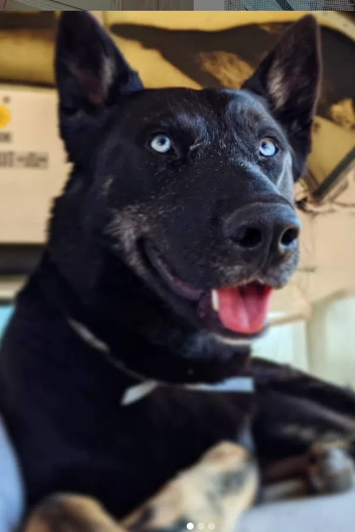 Lost dog in Palmdale, CA, 93550