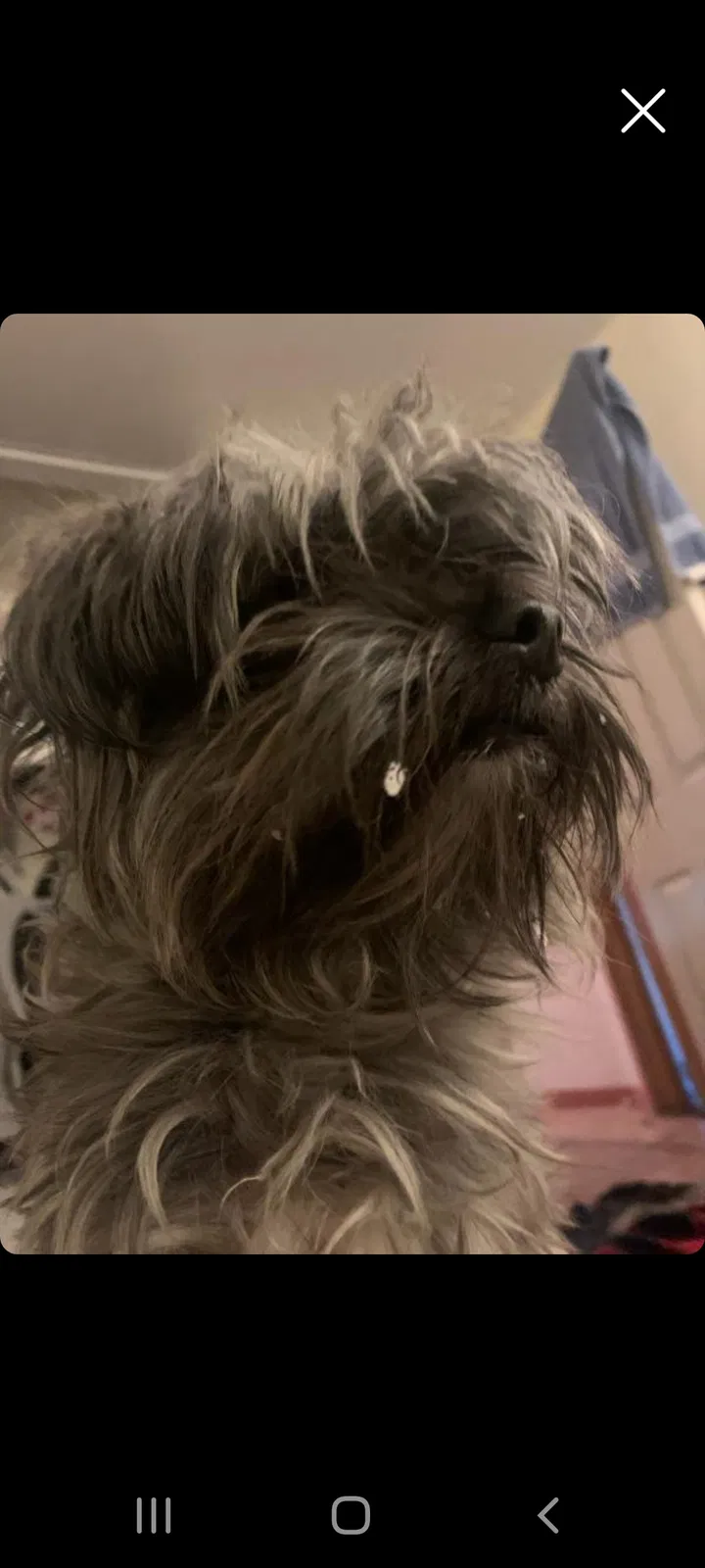 Lost dog in San Bernardino, CA, 92411