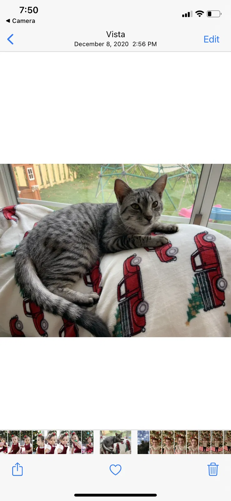 Lost cat in Vista, CA, 92084