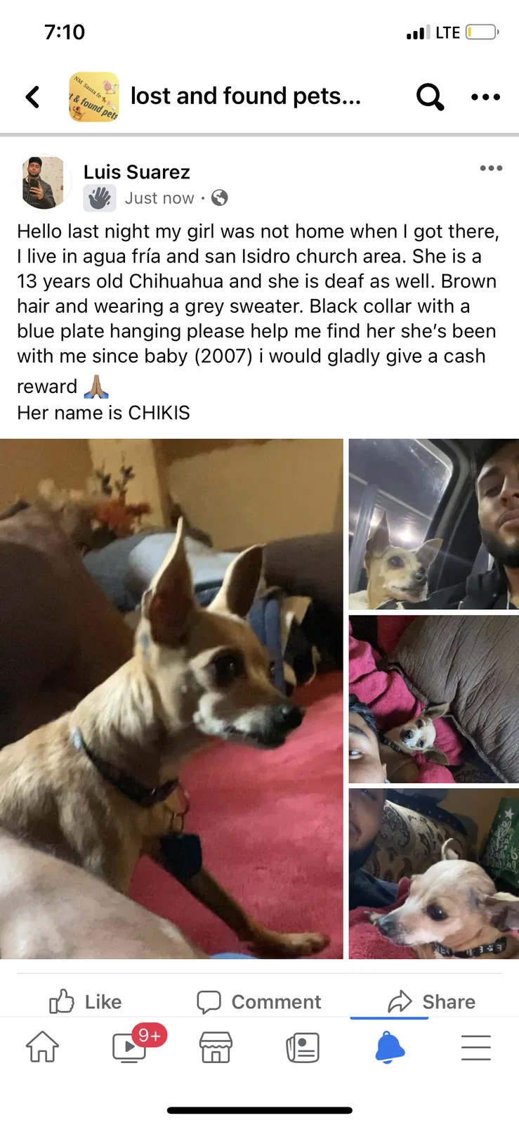 Lost dog in Santa Fe, NM, 87507