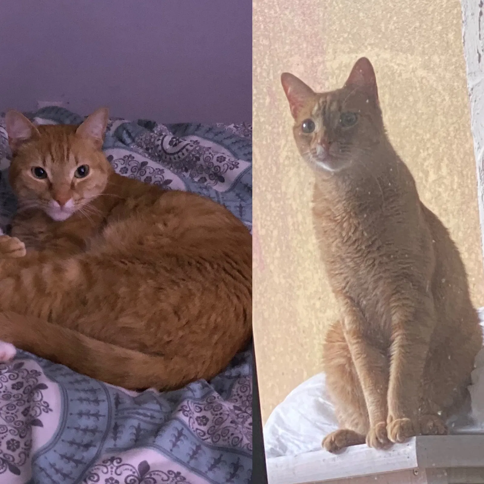 Lost cat in Fort Lauderdale, FL, 33326