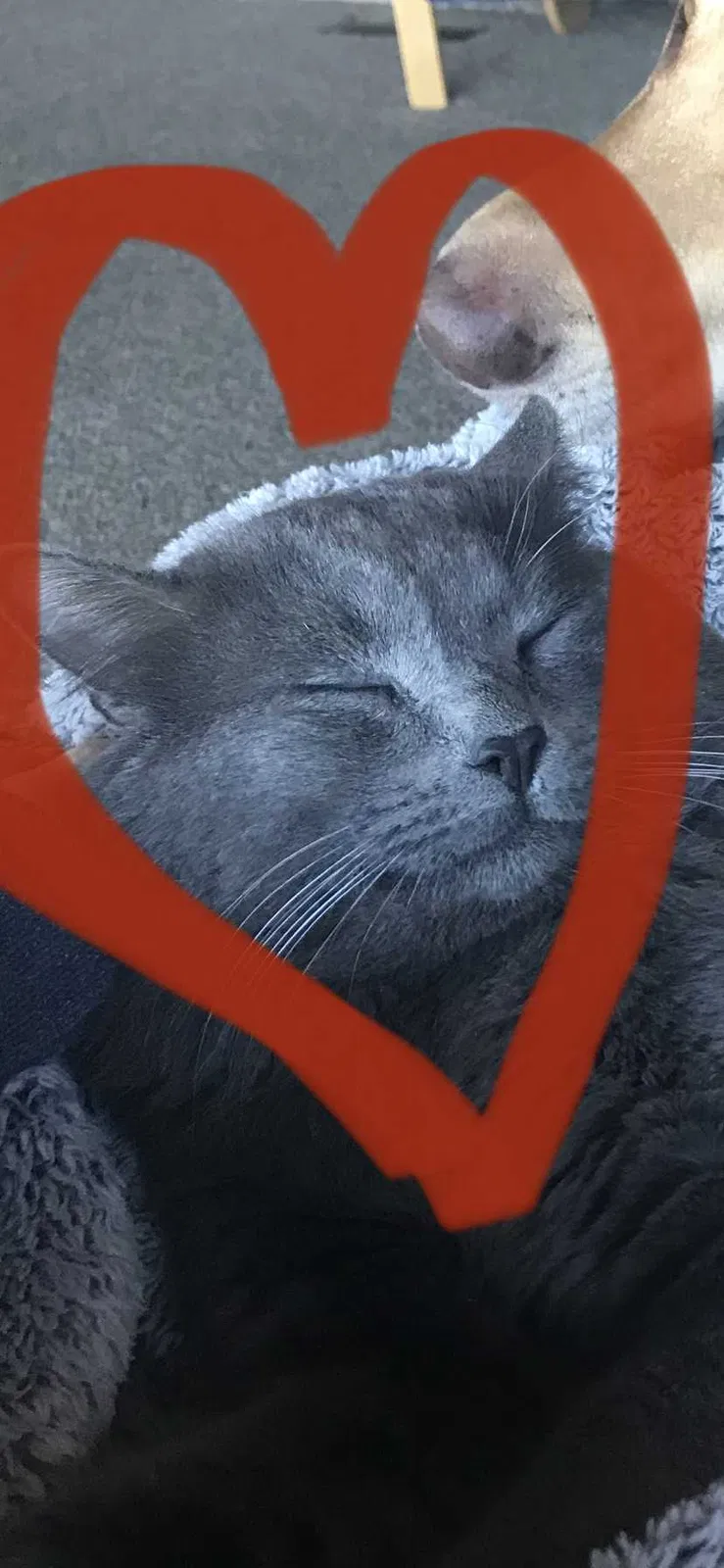 Lost cat in Reno, NV, 89509