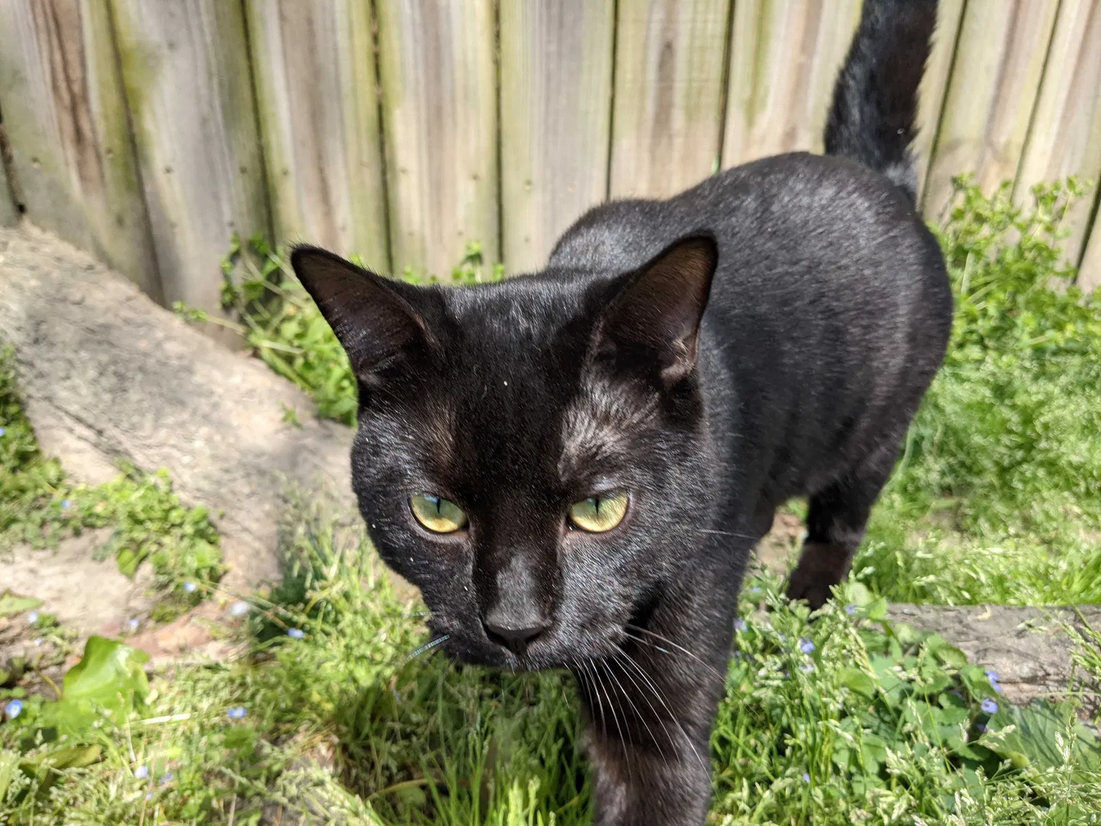 Lost cat in Virginia Beach, VA, 23455