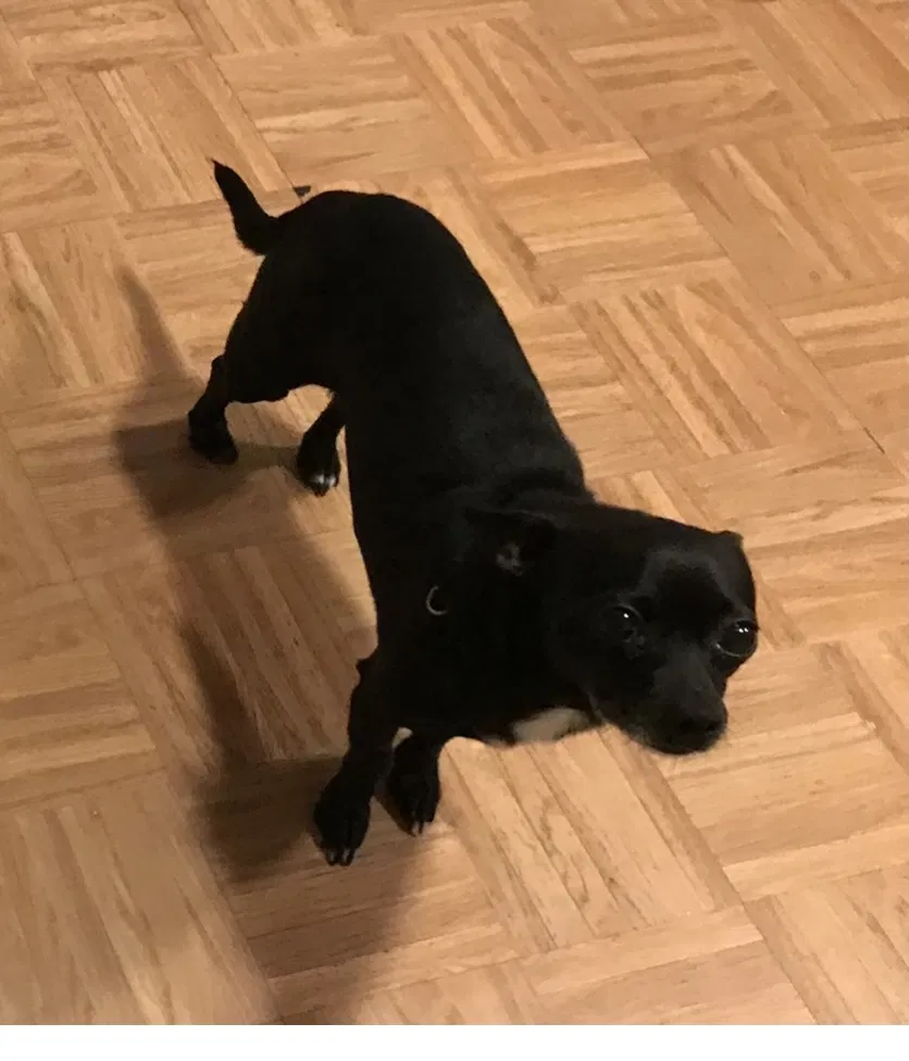 Lost dog in Oklahoma City, OK, 73132