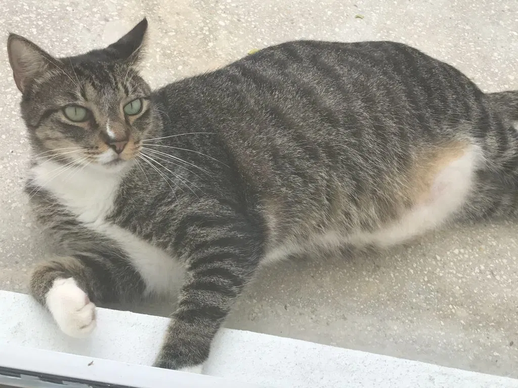 Lost cat in Miami, FL, 33176
