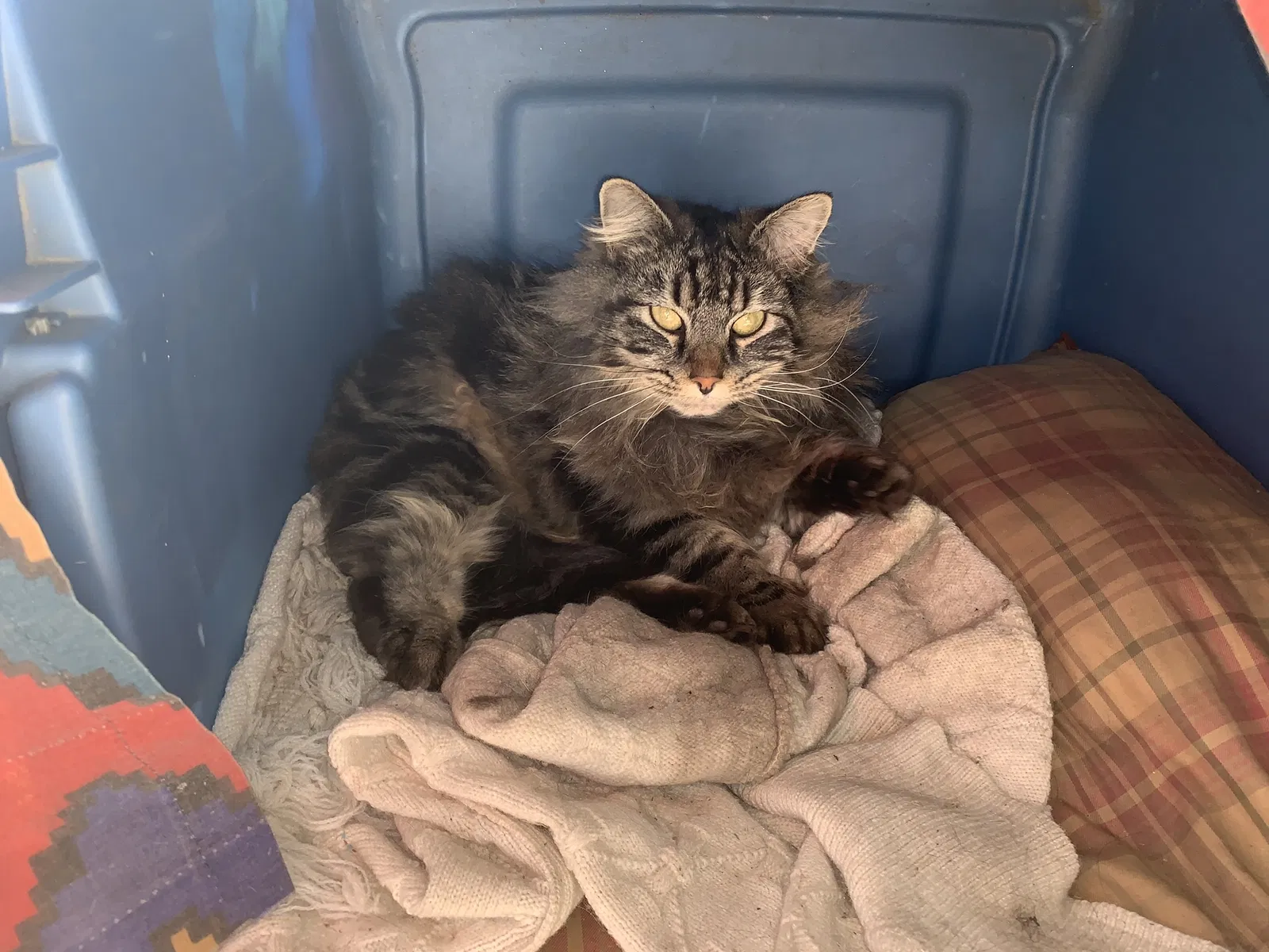 Lost cat in Angels Camp, CA, 95222