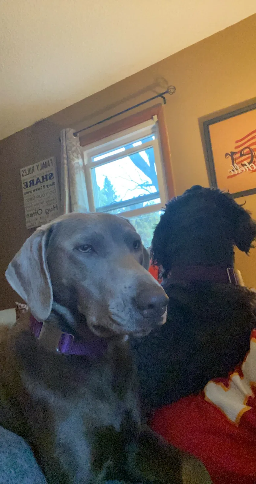 Lost dog in Des Moines, IA, 50317