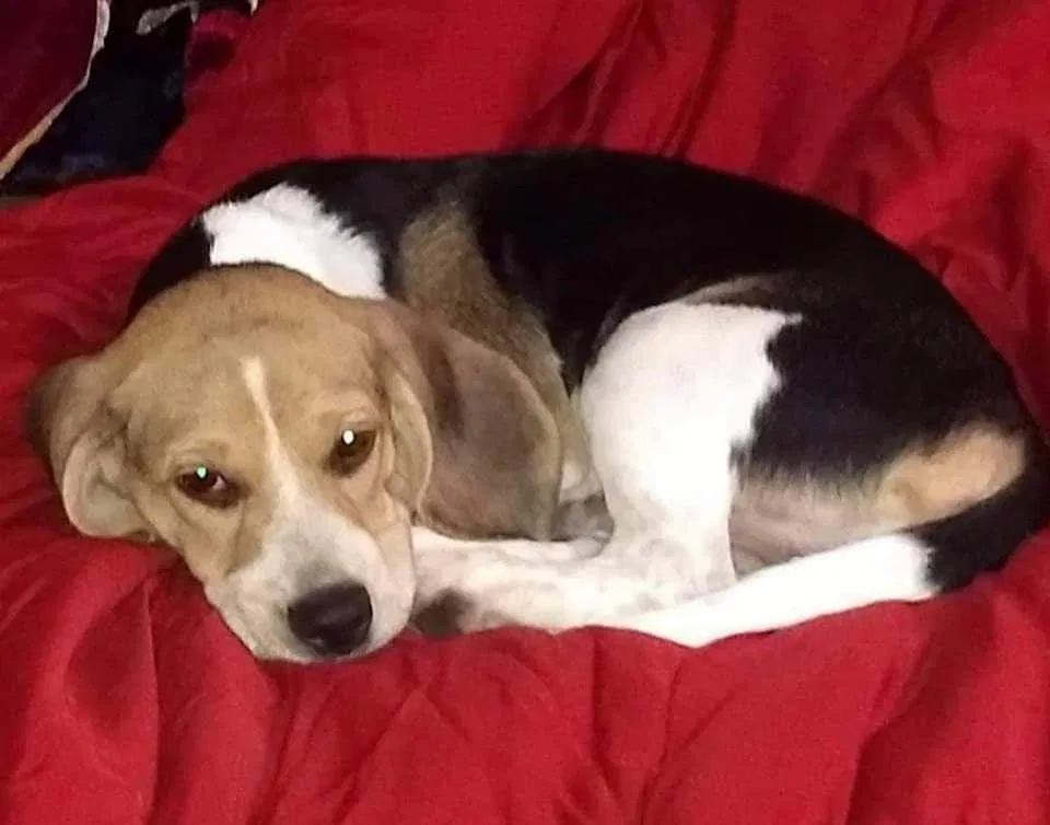 Lost dog in Billings, MO, 65610