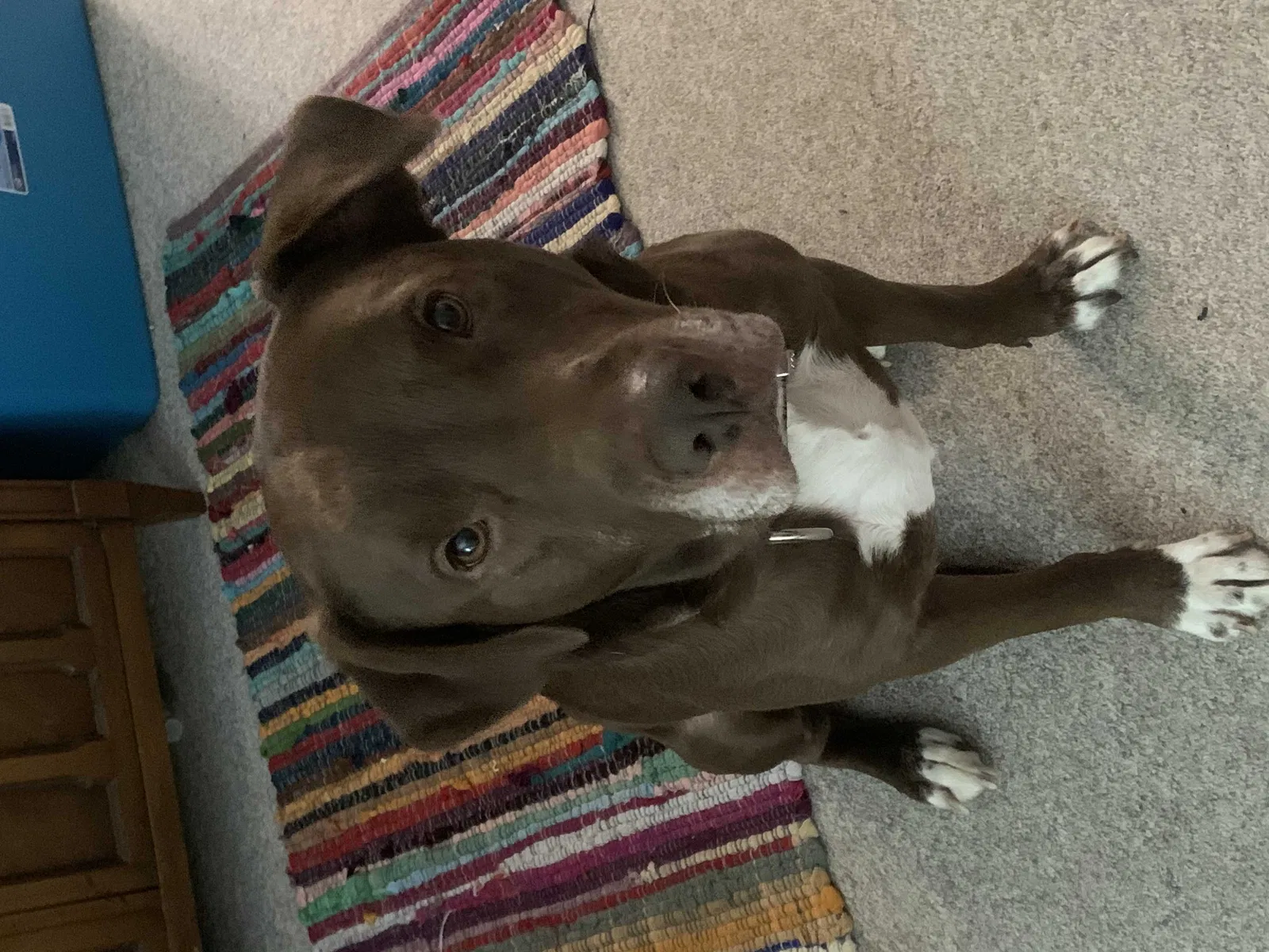 Lost dog in Turtletown, TN, 37391