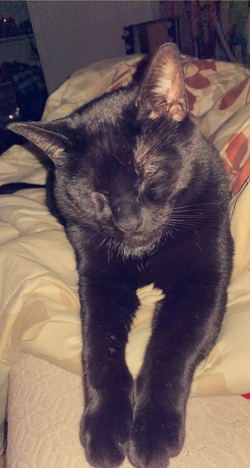 Lost cat in Orlando, FL, 32808