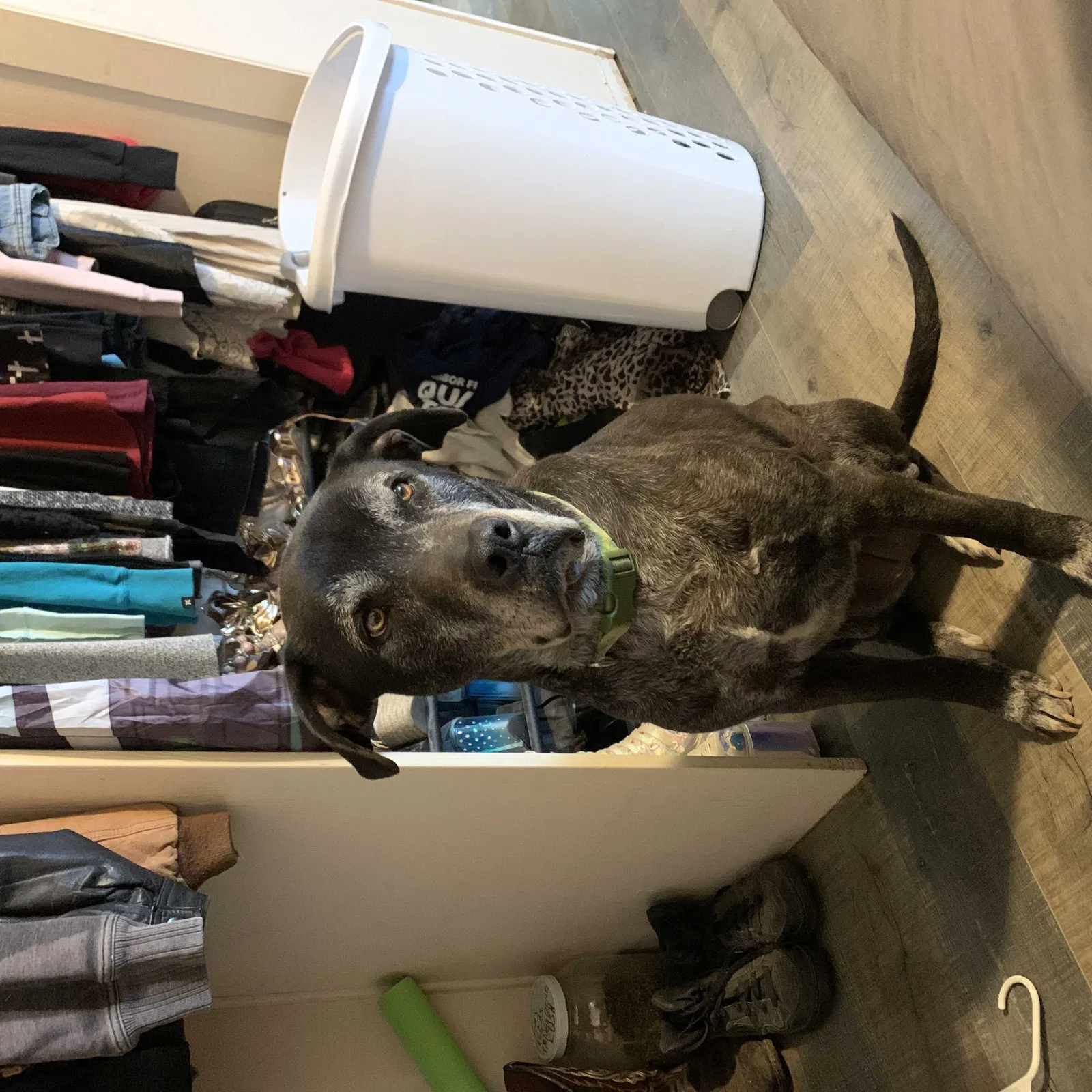 Lost dog in Avinger, TX, 75630