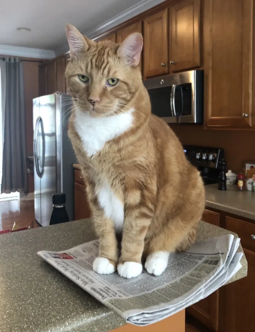 Lost cat in Matthews, NC, 28105